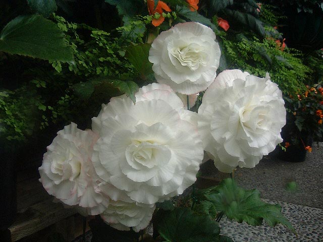 B. ‘Ron White’
